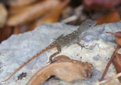 Anolis mestrei