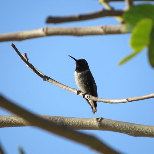 Colibrí barba negra observed by aleskander