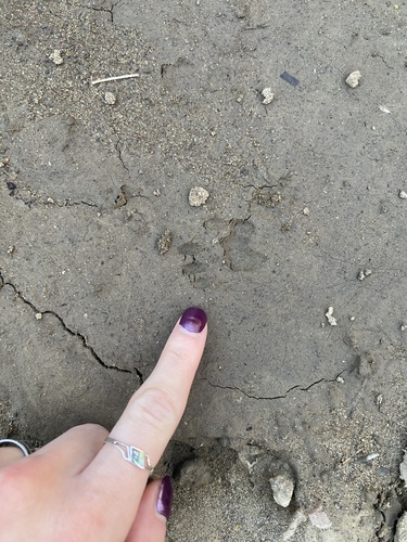 Douglas's Ground Squirrel observed by jillian_a