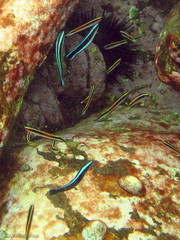 Trachinops taeniatus