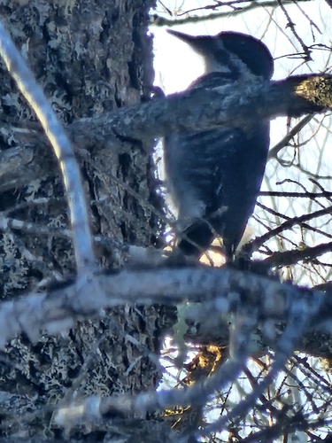 Black-backed Woodpecker (Picoides arcticus)