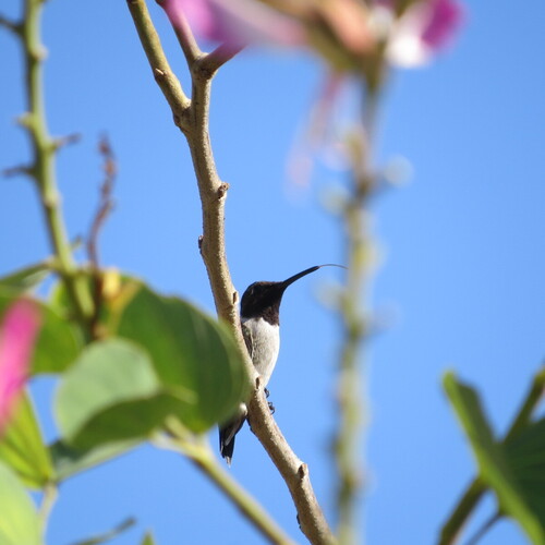 Colibrí barba negra observed by aleskander