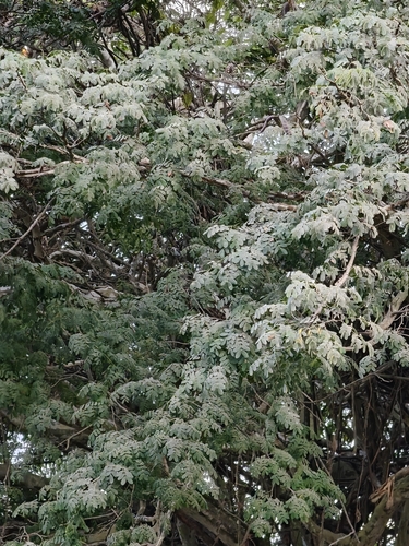 Libidibia sclerocarpa, photograph 3
