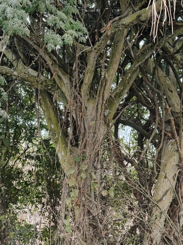 Libidibia sclerocarpa, photograph 4