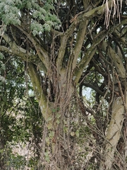 Libidibia sclerocarpa, photograph Sinaloa Silvestre, CC0, iNaturalist via GBIF