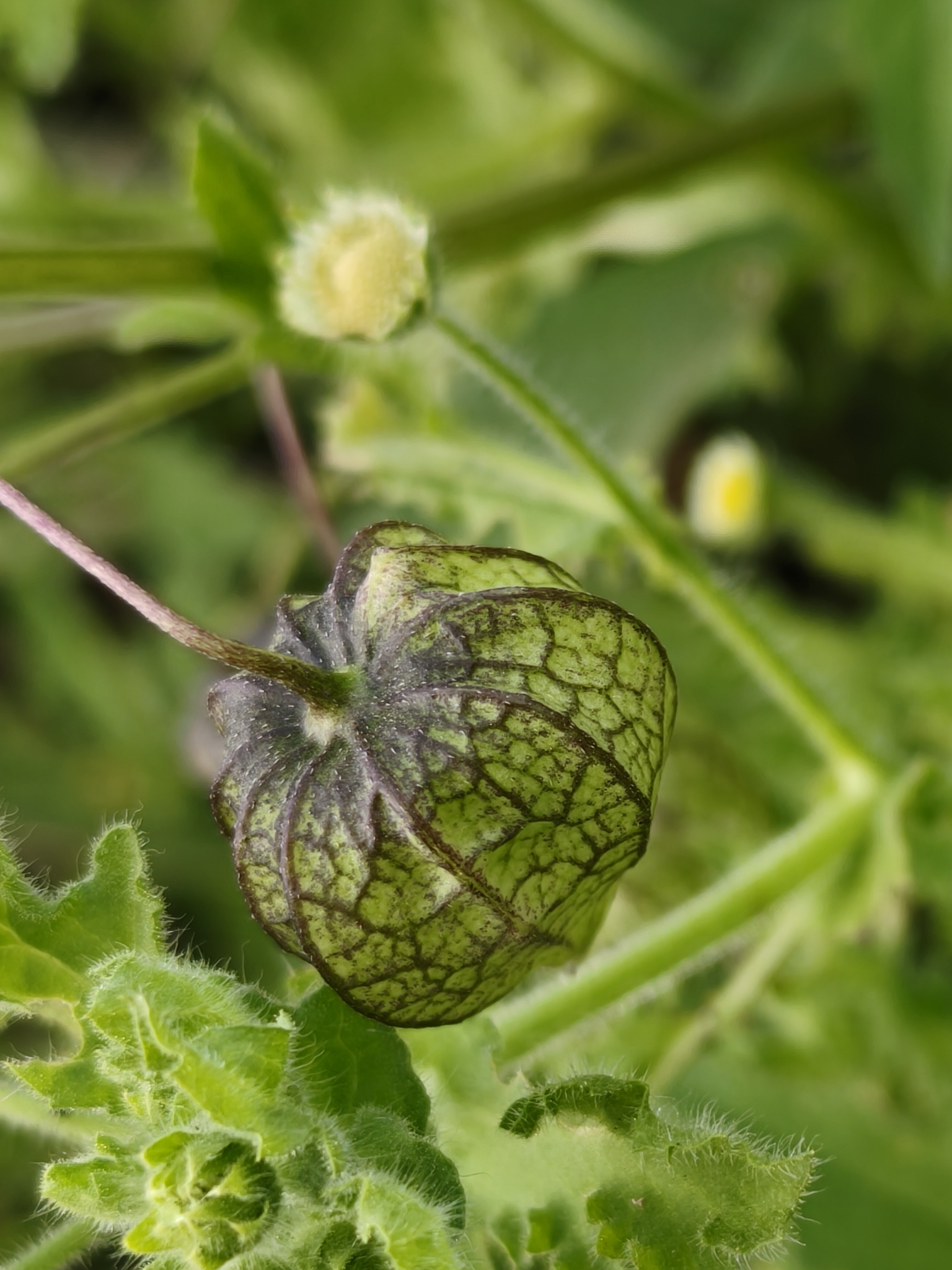 Sharpleaf Groundcherry (Physalis acutifolia)
