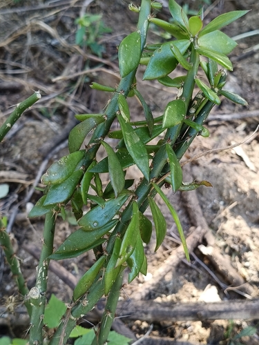 Pereskiopsis porteri, photograph 2