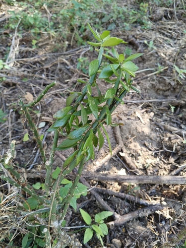 Pereskiopsis porteri, photograph 3