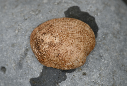 Antigona reticulata observed 2026-01-05