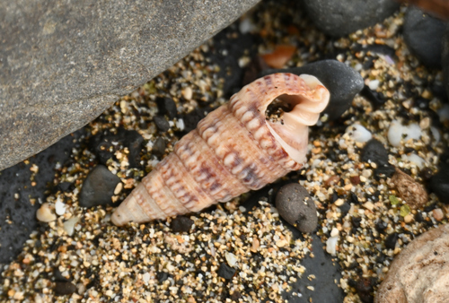 Cerithium obeliscus observed 2026-01-05