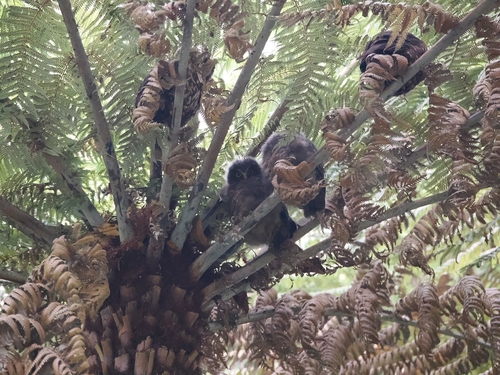 Morepork (Ninox novaeseelandiae)