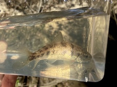 Erimyzon claviformis