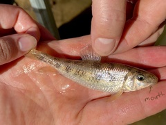 Erimyzon claviformis