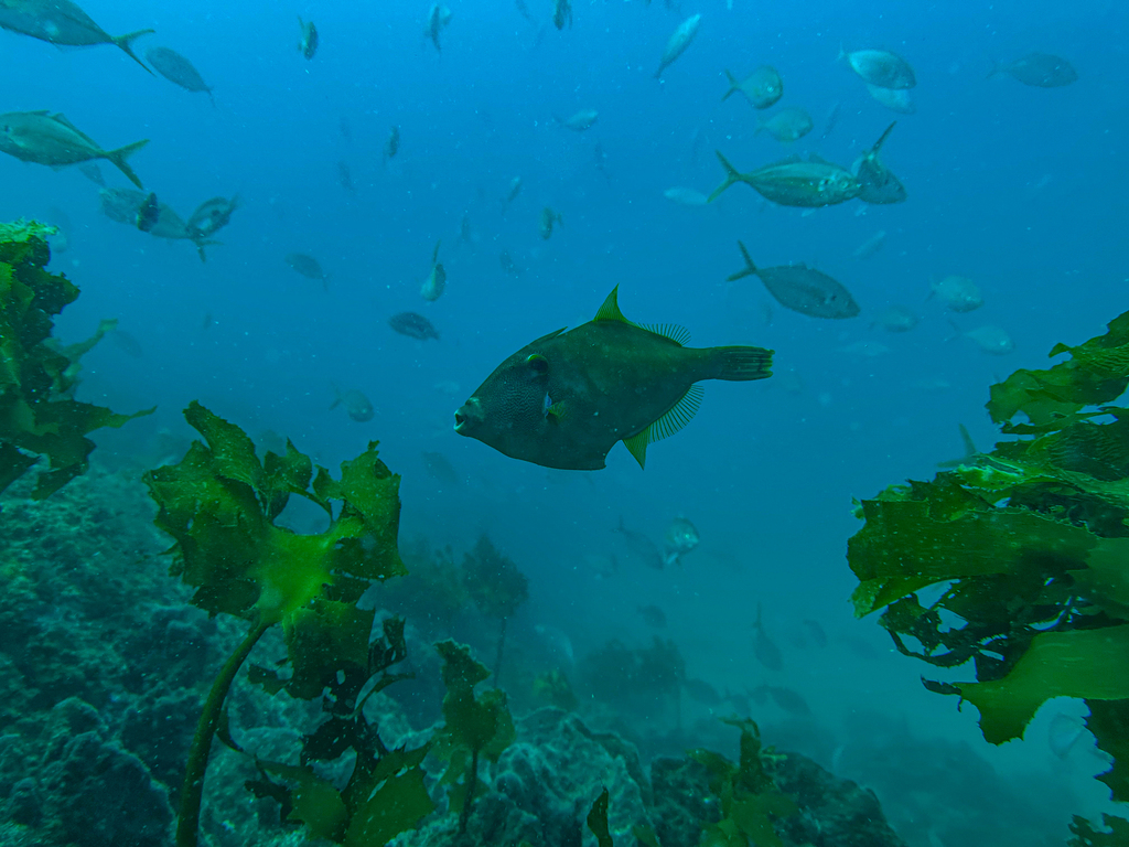 Cream fish (Meuschenia scaber) — Monacanthidae