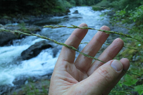 Harford's oniongrass (Melica harfordii)