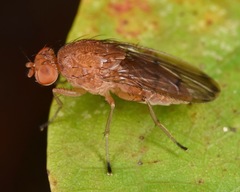 Suillia quinquepunctata