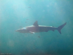 Carcharhinus obscurus