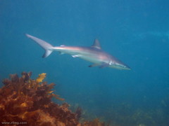 Carcharhinus obscurus
