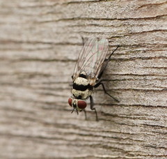 Anthomyia vicarians