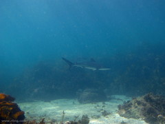Carcharhinus obscurus