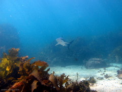 Carcharhinus obscurus