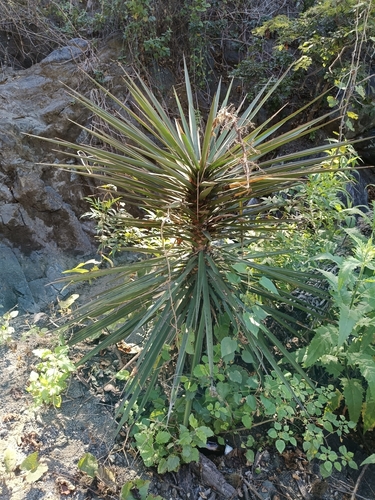 Cape Region yucca (Yucca capensis)