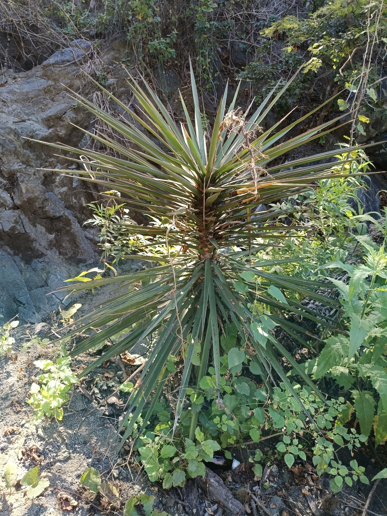 Cape Region Yucca (Yucca capensis)