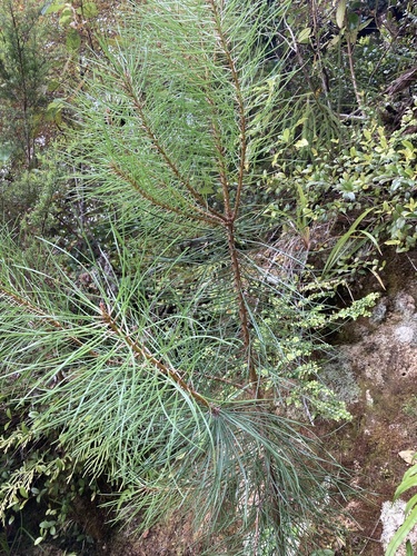 Cluster pine