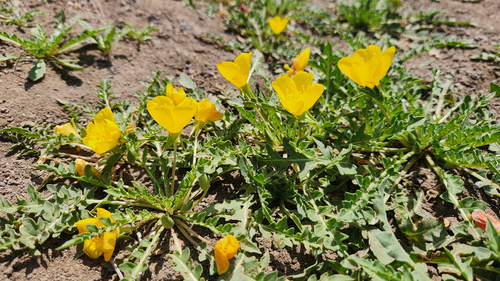tansyleaf evening primrose (Taraxia tanacetifolia)