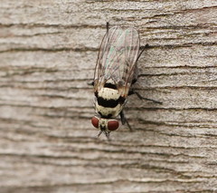 Anthomyia vicarians