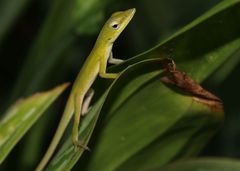 Anolis porcatus