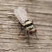 Anthomyiidae - Photo (c) Reiner Richter, μερικά δικαιώματα διατηρούνται (CC BY-NC-SA), uploaded by Reiner Richter