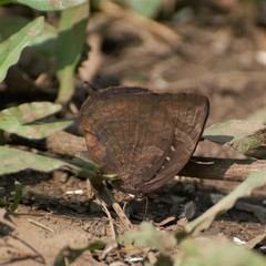 Arhopala centaurus