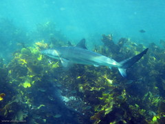 Carcharhinus obscurus
