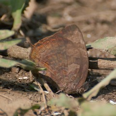 Arhopala centaurus