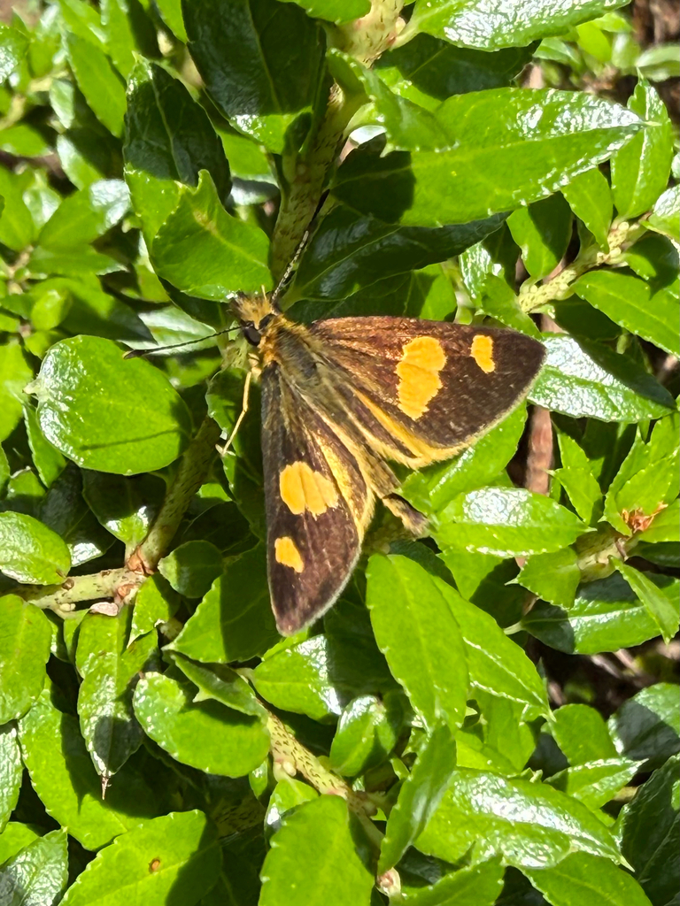 Argopteron puelmae