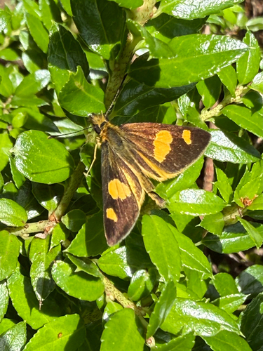 Argopteron puelmae