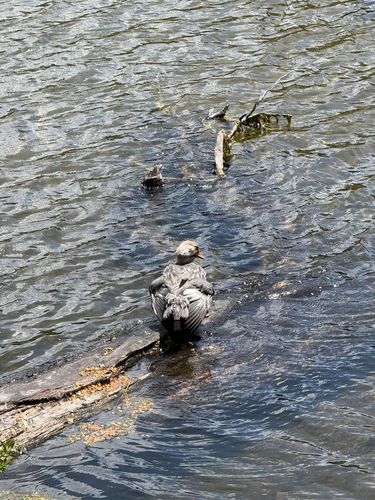 Flying Steamer Duck (Tachyeres patachonicus), photo 6