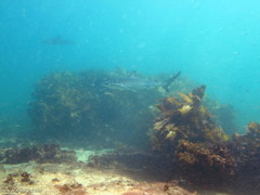 Carcharhinus obscurus