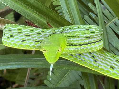 Oriental Whipsnake