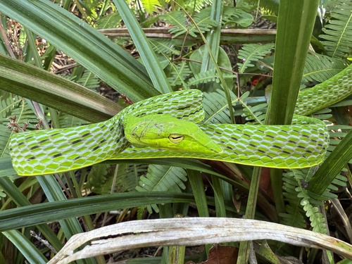 Oriental Whipsnake