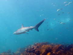 Carcharhinus obscurus