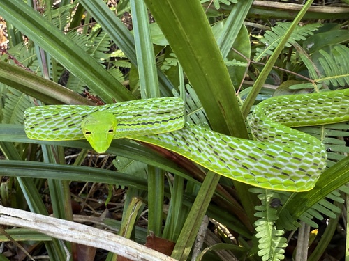 Oriental Whipsnake