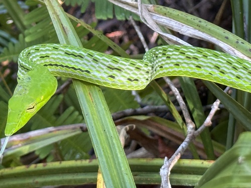 Oriental Whipsnake