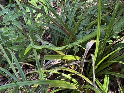 Oriental Whipsnake