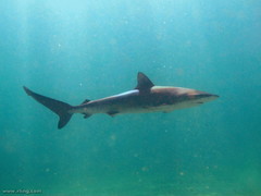 Carcharhinus obscurus