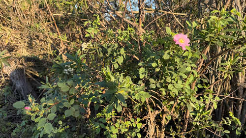 iNaturalist observation photo of California Wild Rose