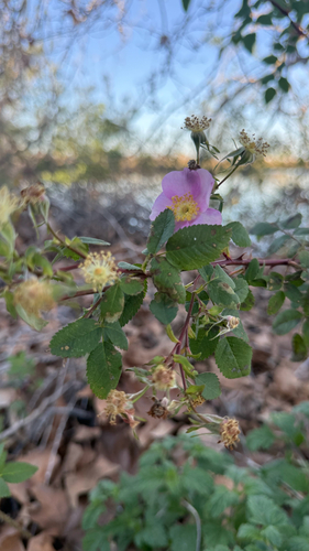 iNaturalist observation photo of California Wild Rose