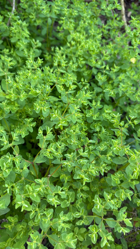iNaturalist observation photo of Petty Spurge