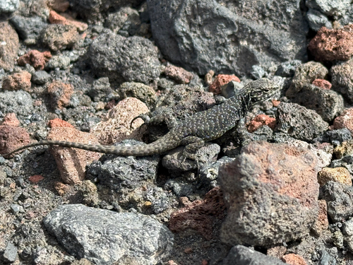 Peak Tree Iguana, Liolaemus chillanensis